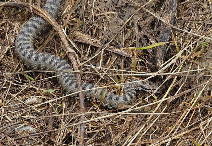 Vipera aspis atra